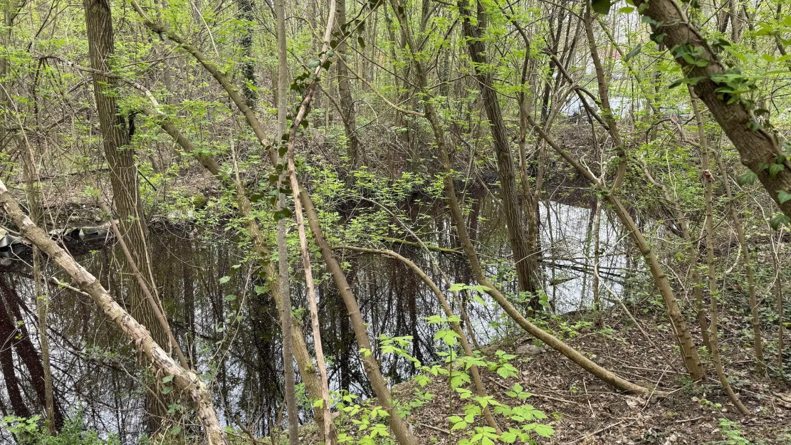 Das Gewässer auf dem Grundstück. (Foto: Daniel Große)