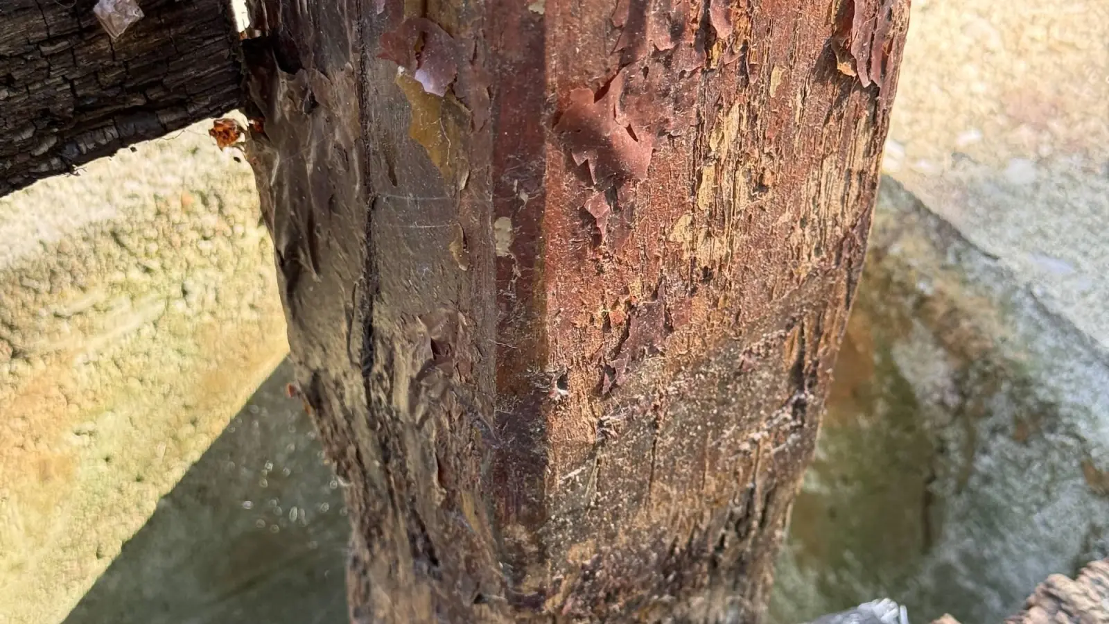 Deutliche Spuren der Zeit an einem Balken der Brücke. (Foto: Stadt Taucha)