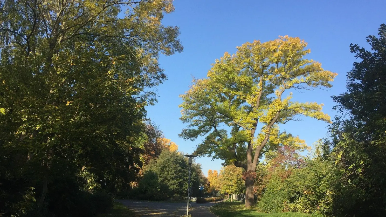 So sah die Esche im Oktober 2019 aus. (Foto: taucha-kompakt.de)