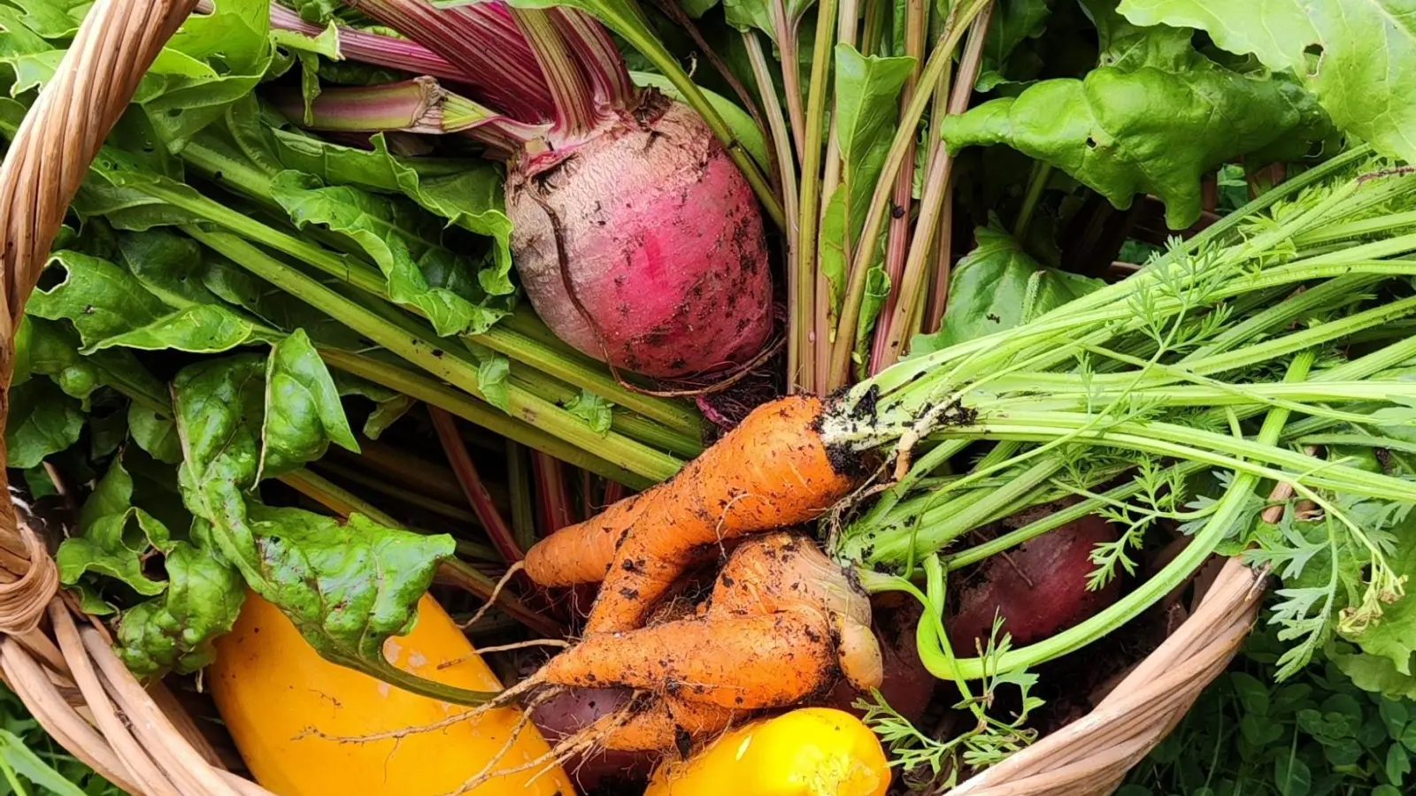 Frisches Gemüse aus dem eigenen Garten - mit dem richtigen Saatgut legt man den Grundstein dafür. (Foto: Klima-Initiative Taucha)