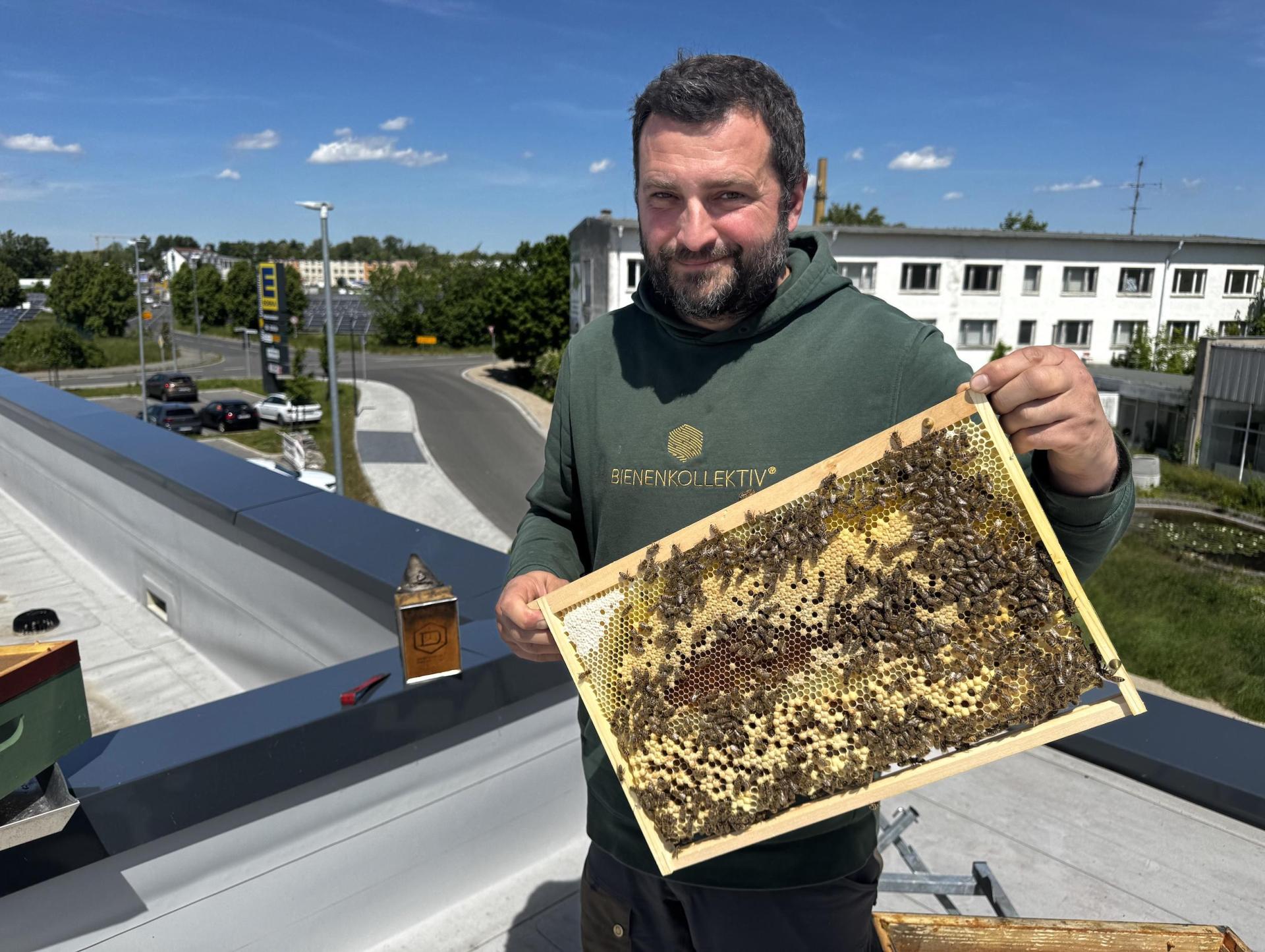 Sebastian Habel vom Bienenkollektiv betreut das Bienenvolk auf dem Dach des EDEKA-Supermarkts in Taucha. (Foto: Daniel Große)