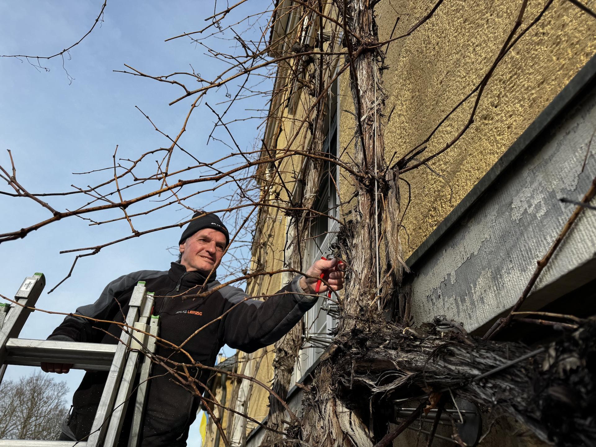 Dieter Stolle schneidet den Ratswein zurück. (Foto: Daniel Große)
