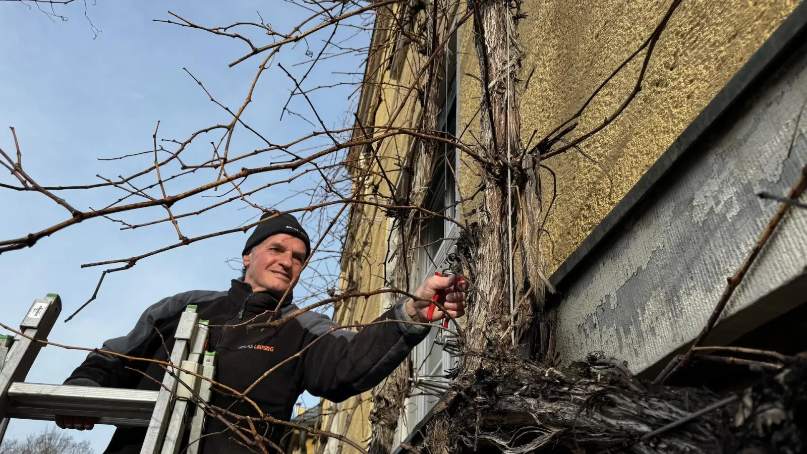 Dieter Stolle schneidet den Ratswein zurück. (Foto: Daniel Große)