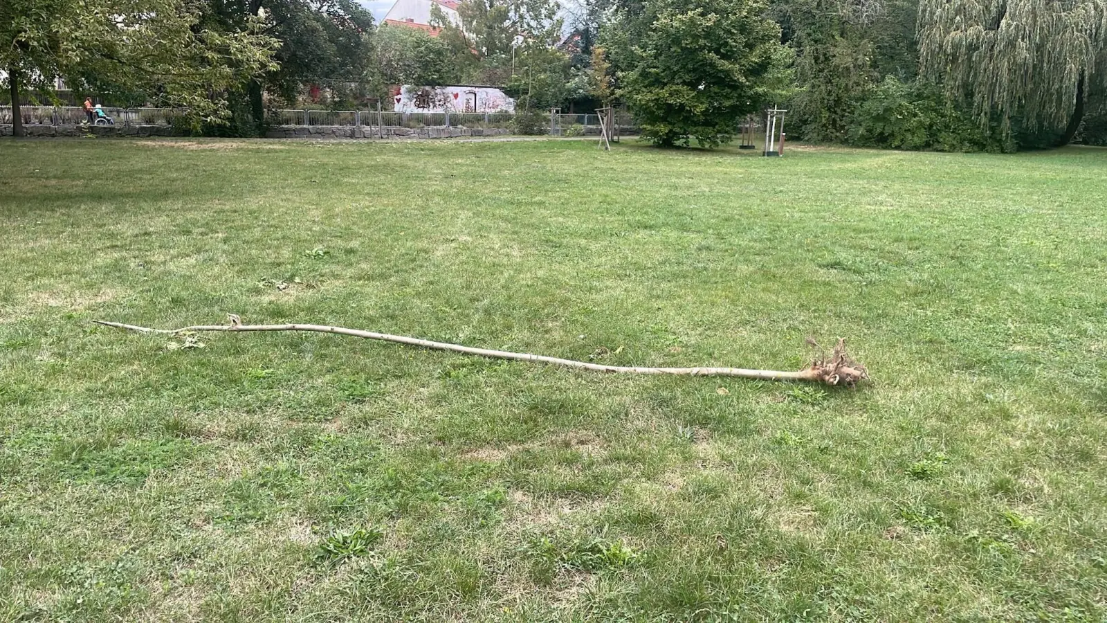 Auch Jungbäume wurden entwurzelt. (Foto: privat)