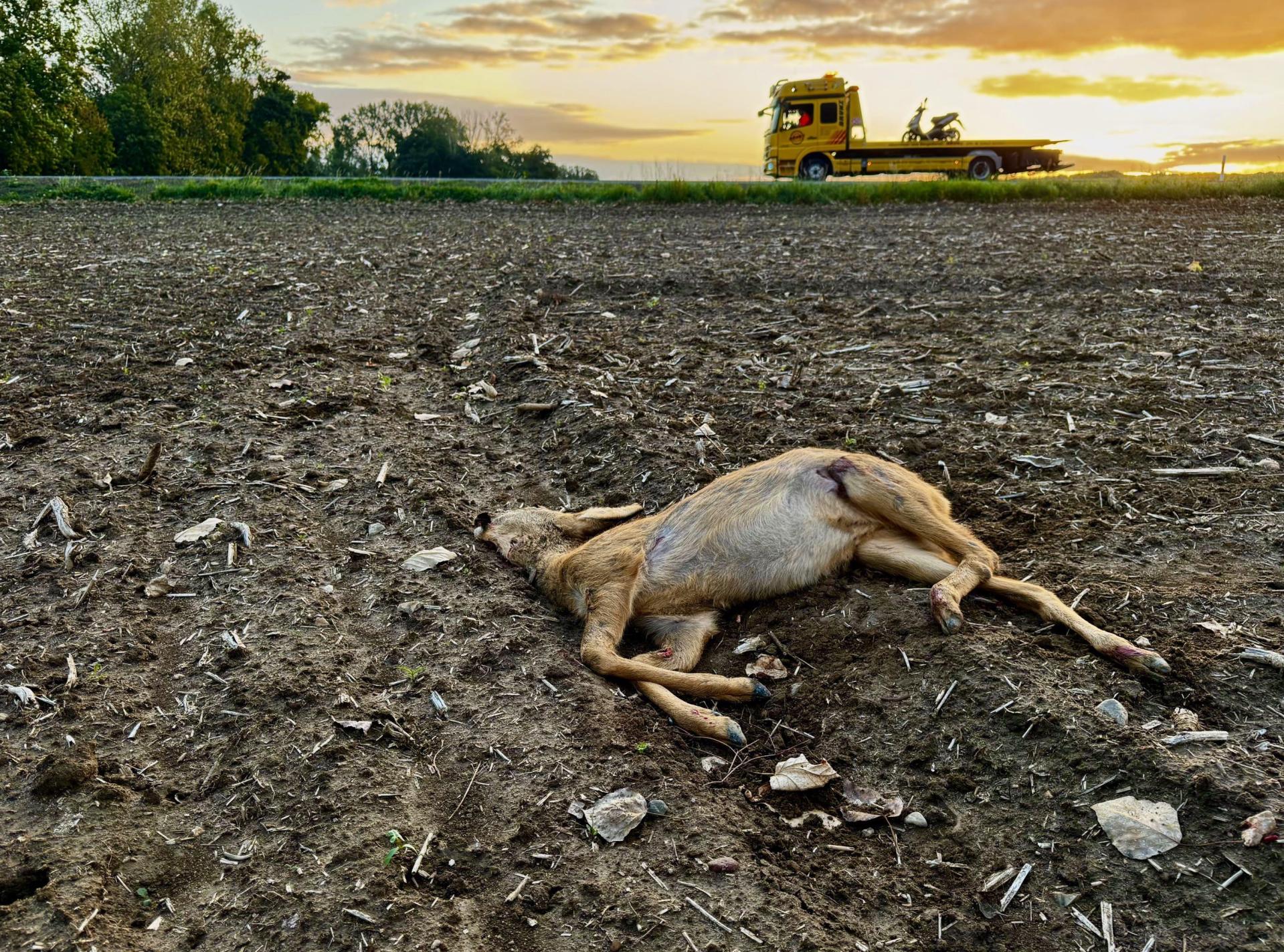 Das Reh wurde von einem Polizeibeamten erlöst. (Foto: Daniel Große)