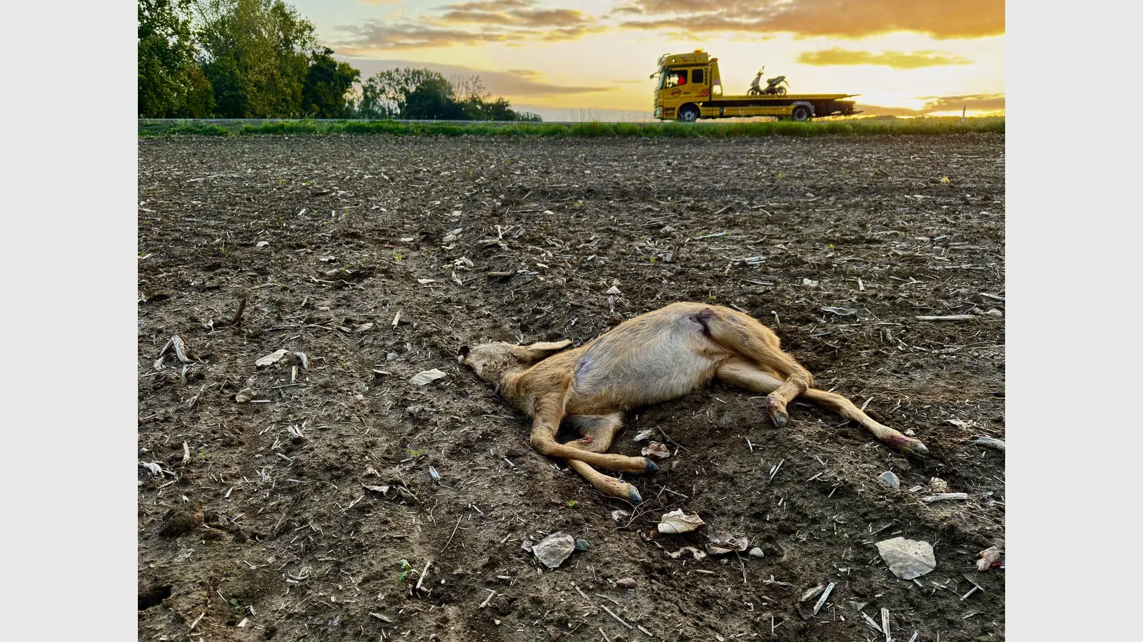 Das Reh wurde von einem Polizeibeamten erlöst. (Foto: Daniel Große)