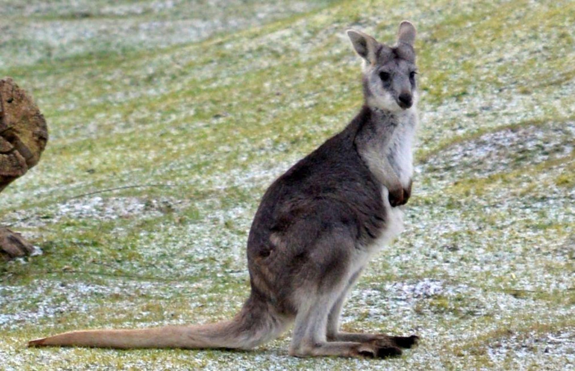 Bergkänguru im Tiergarten Delitzsch (Foto: Christian Maurer)