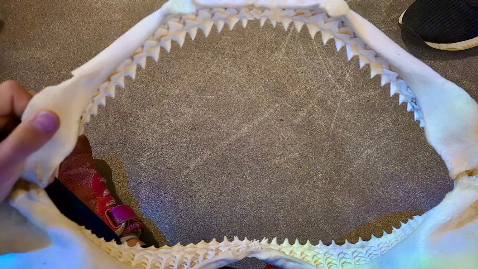 Ja, der Haifisch, der hat Zähne! (Foto: Grundschule am Park)